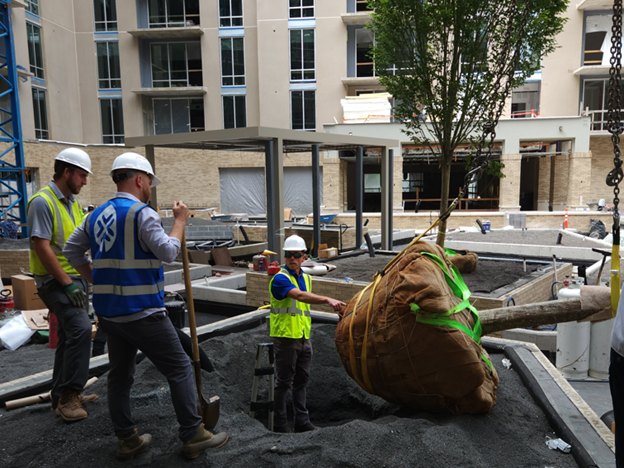 Crew setting a balled-and-burlapped tree into a courtyard planting
