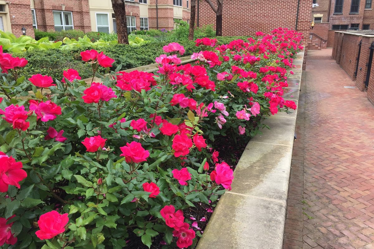 Rose planting in a raised bed along a brick courtyard walk