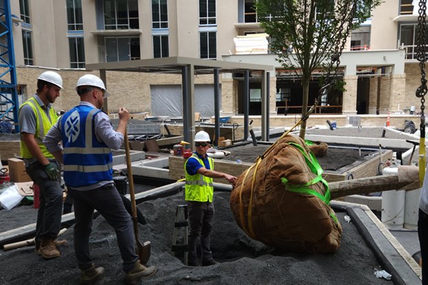 Granite Hills crew setting a balled-and-burlapped tree on an active construction site