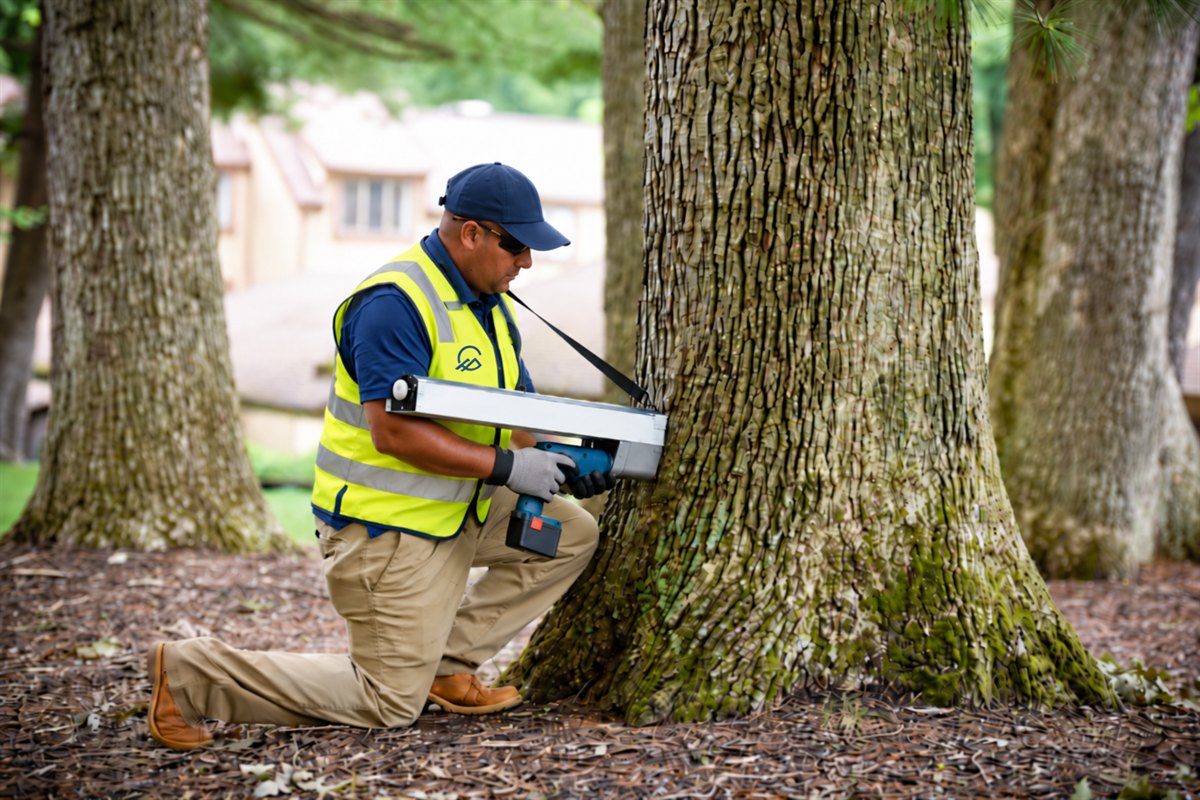 Granite Hills technician performing a tree trunk injection